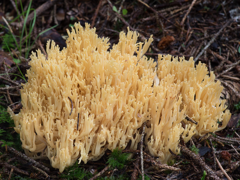 Ramaria pallidosaponaria